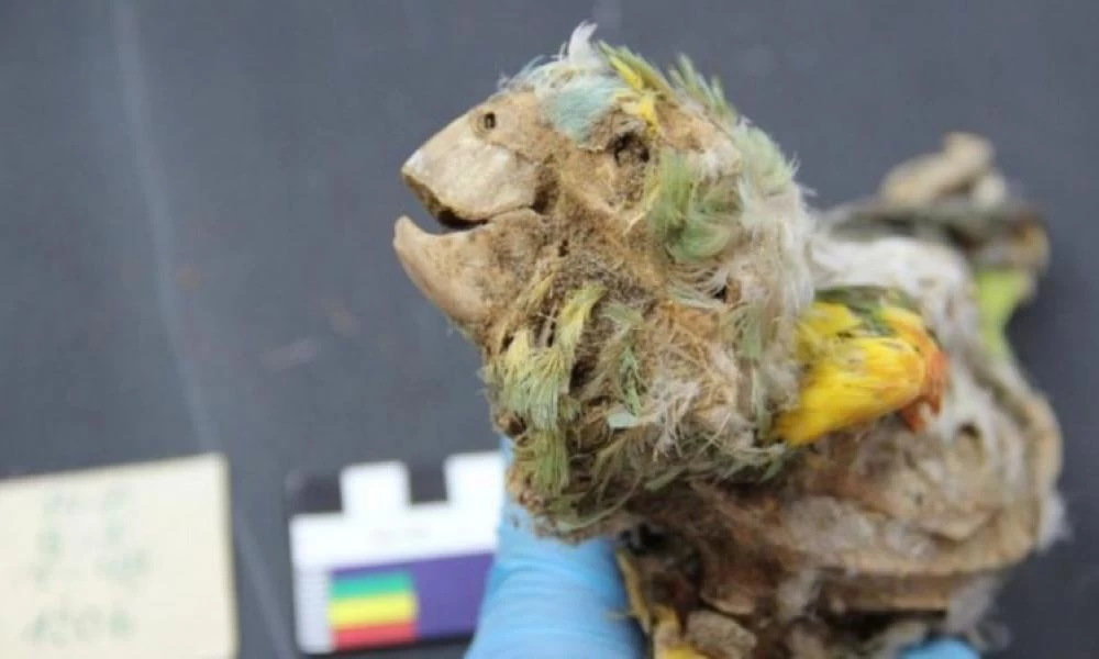 Χιλή: Παπαγάλοι- μούμιες στην έρημο της Ατακάμα